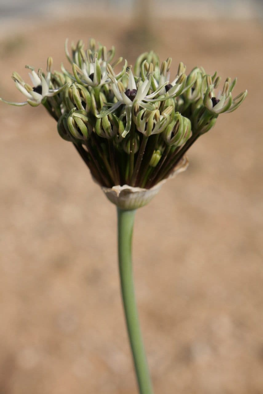 Aglio di Cyril 8