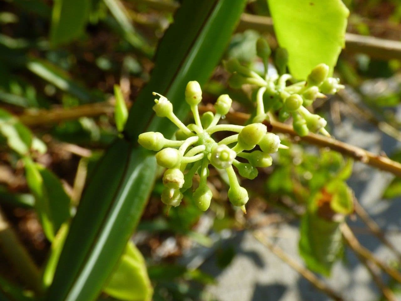 Cissus 6