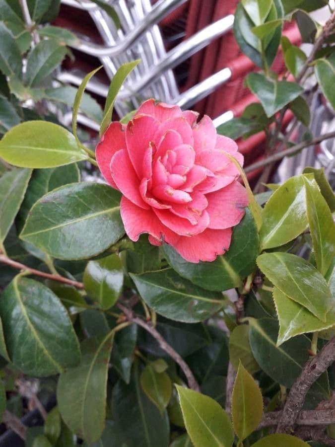 Kamélie 7