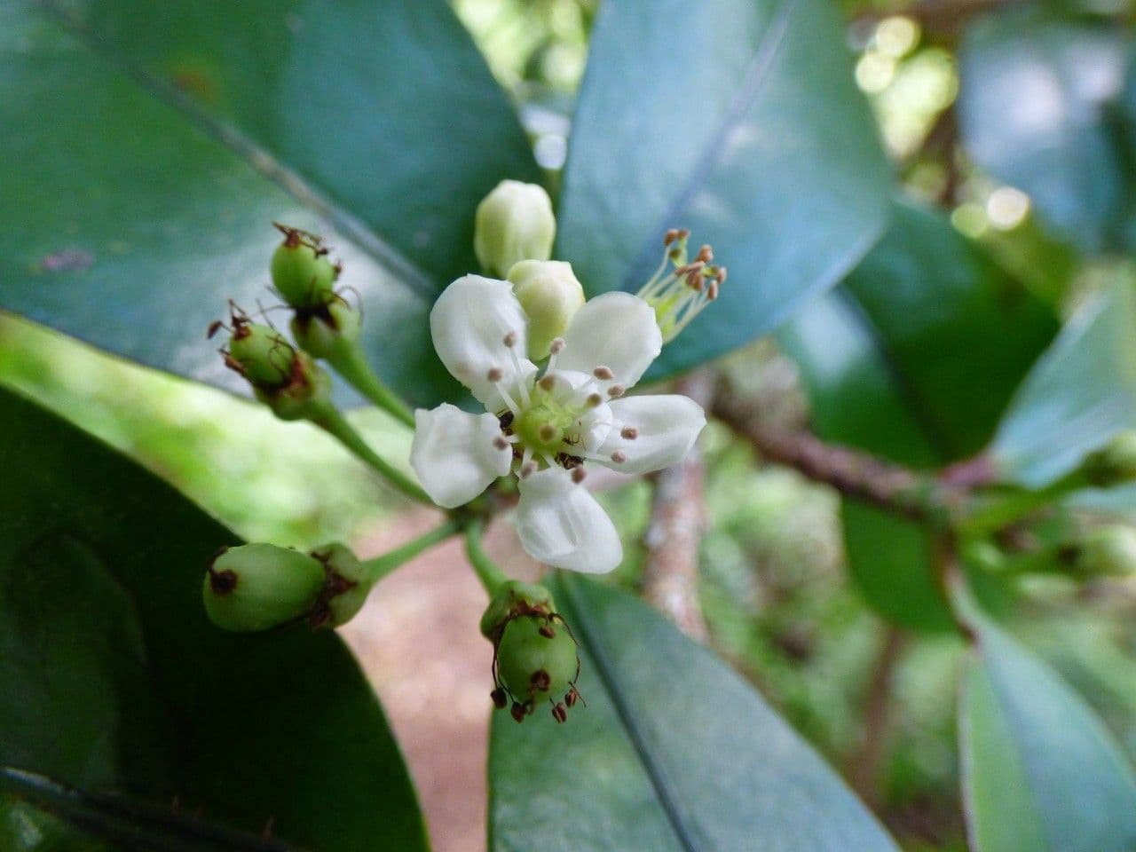 Erythroxylum 4