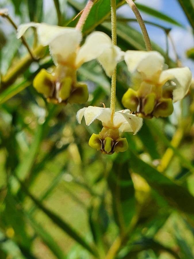 Gomphocarpus 4