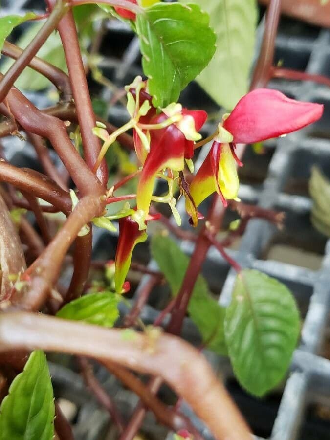 Springkraut