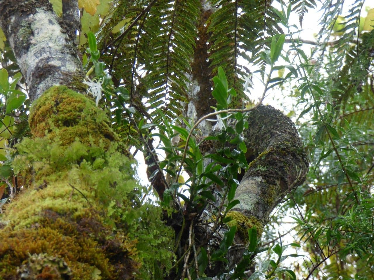 Jumellea 8