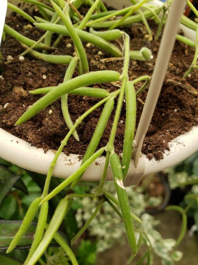 Hoya 12
