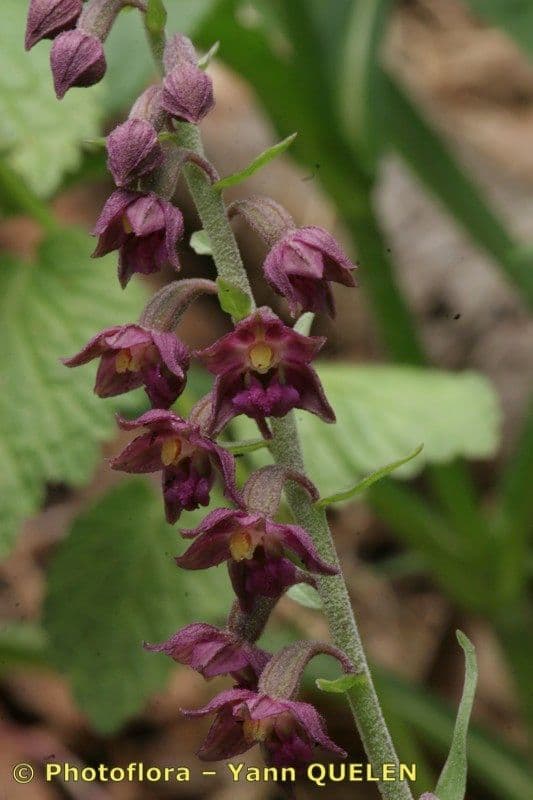 Elleborine violacea 24