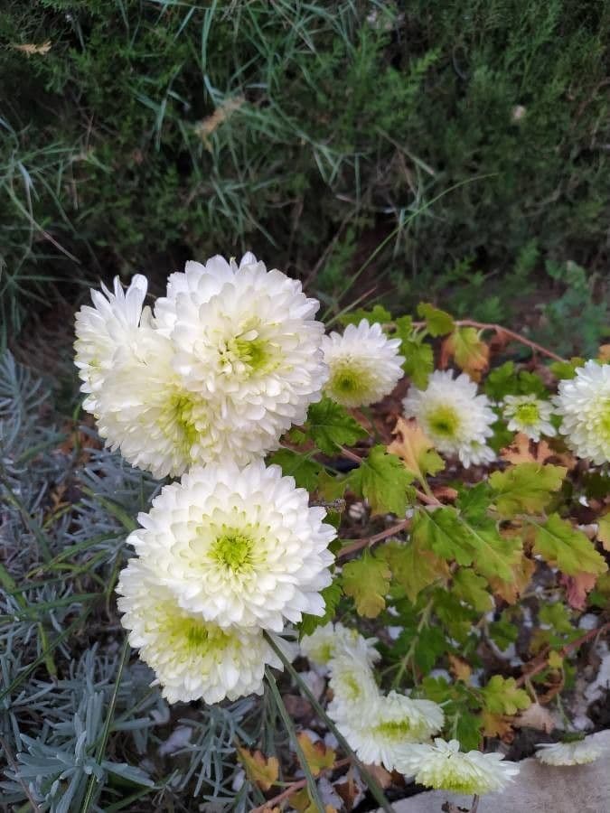 Callistephus chinensis 24