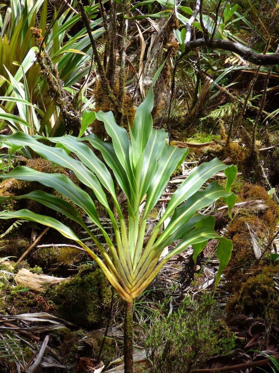 Cordyline mauritiana 15