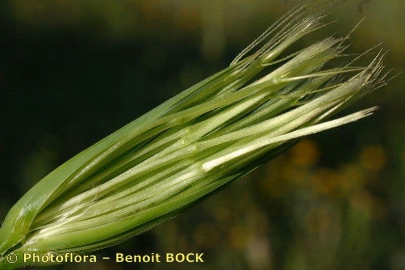 Geropogon hybridus 24