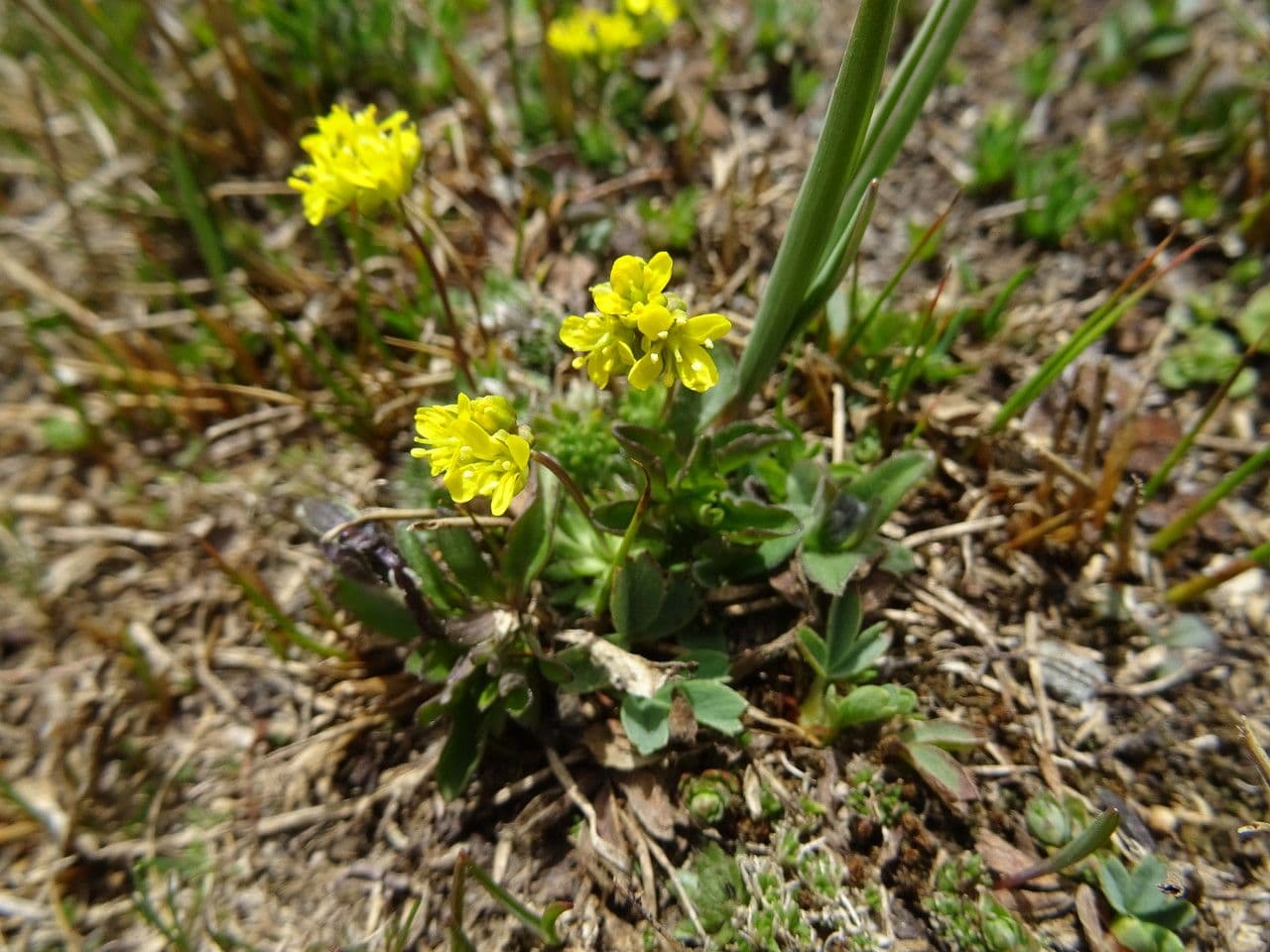 Draba aizoides 21