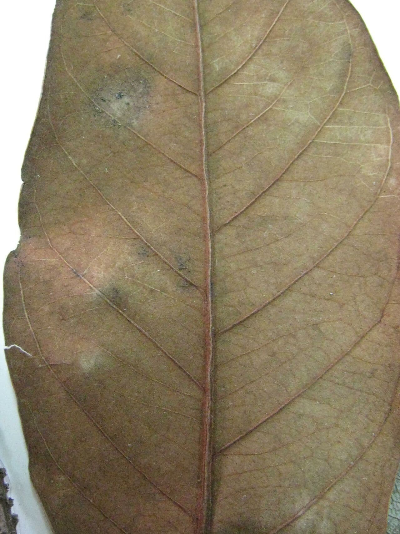 Byrsonima 7