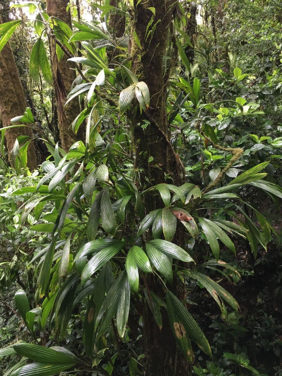 Evodianthus 4