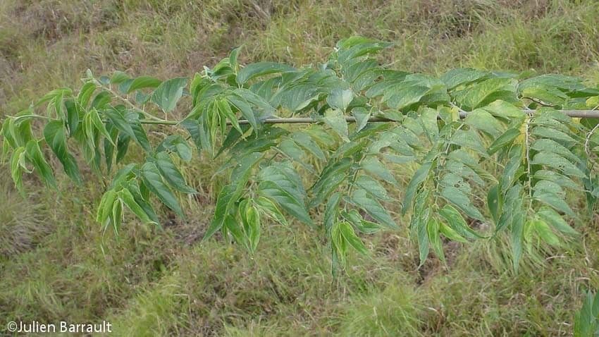 Trema canapa 8