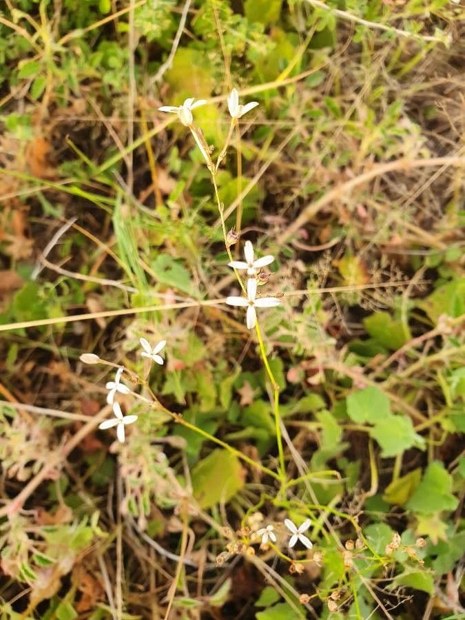 Kohautia caespitosa 2