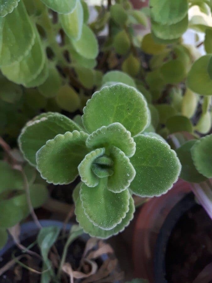 Plectranthus 10