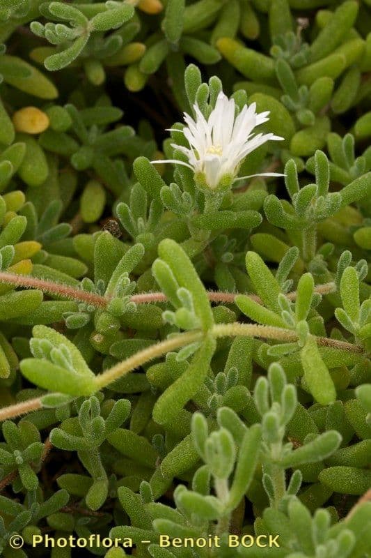 Drosanthemum fleuri 20