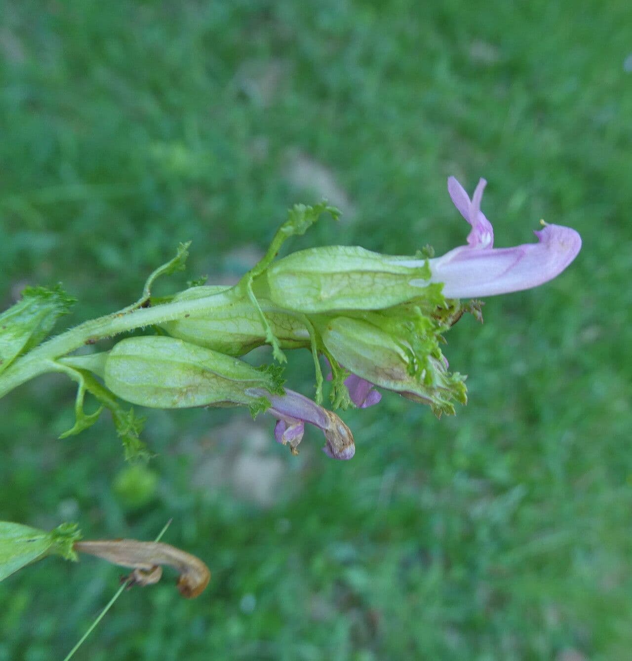 Pedicolare silvatica 21