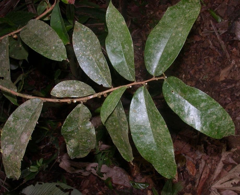 Xylopia 10