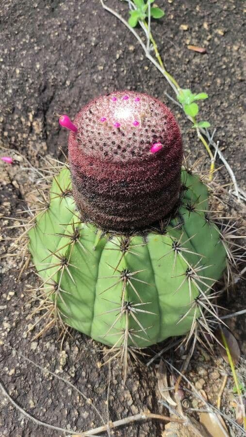 Melocactus 13