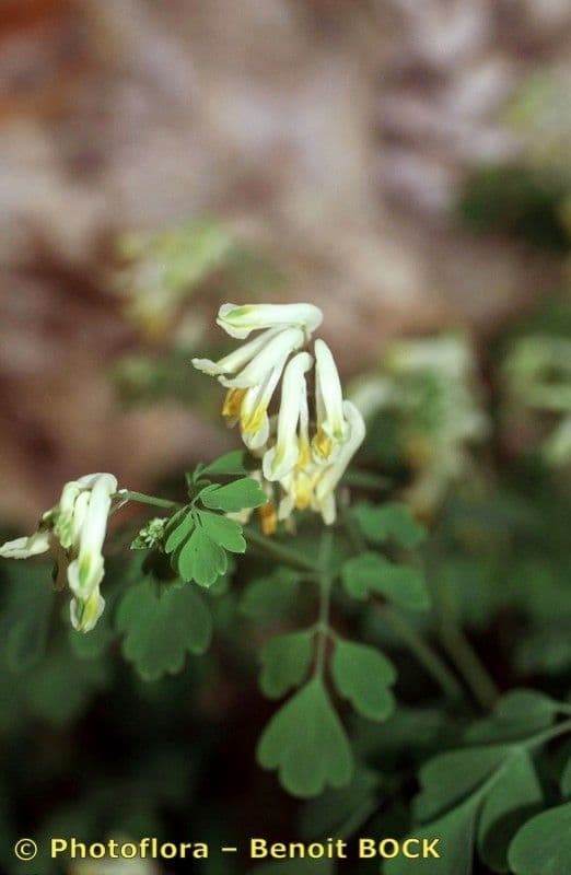 Corydalis blanca 20