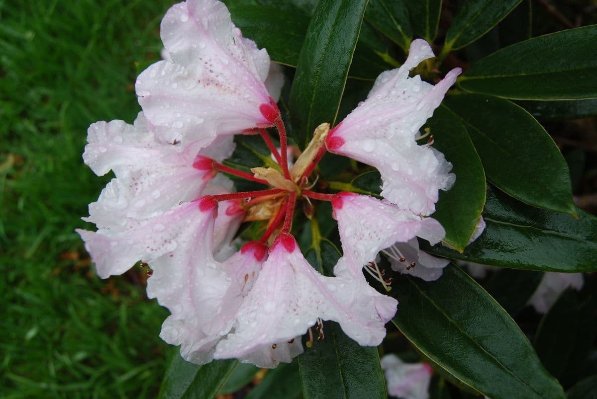 Rododendro 2