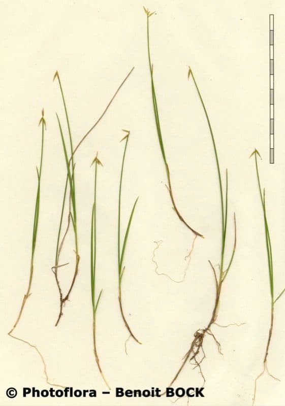 Carice pauciflora 27