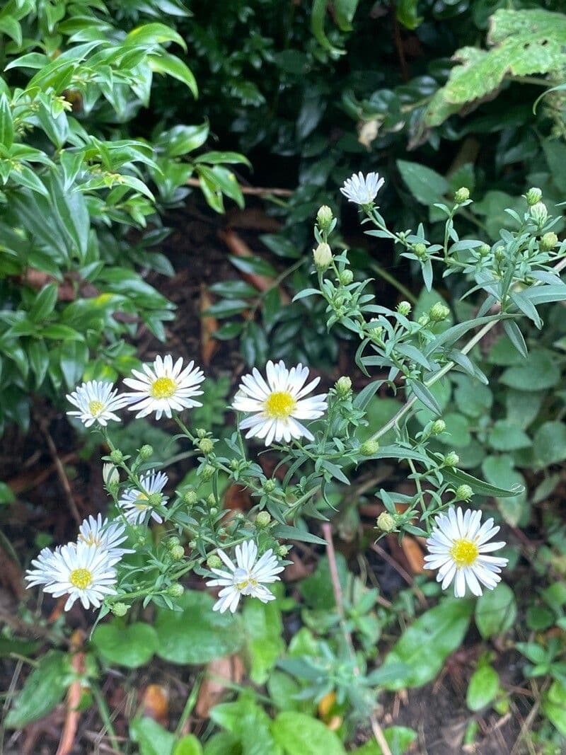 Astra 16
