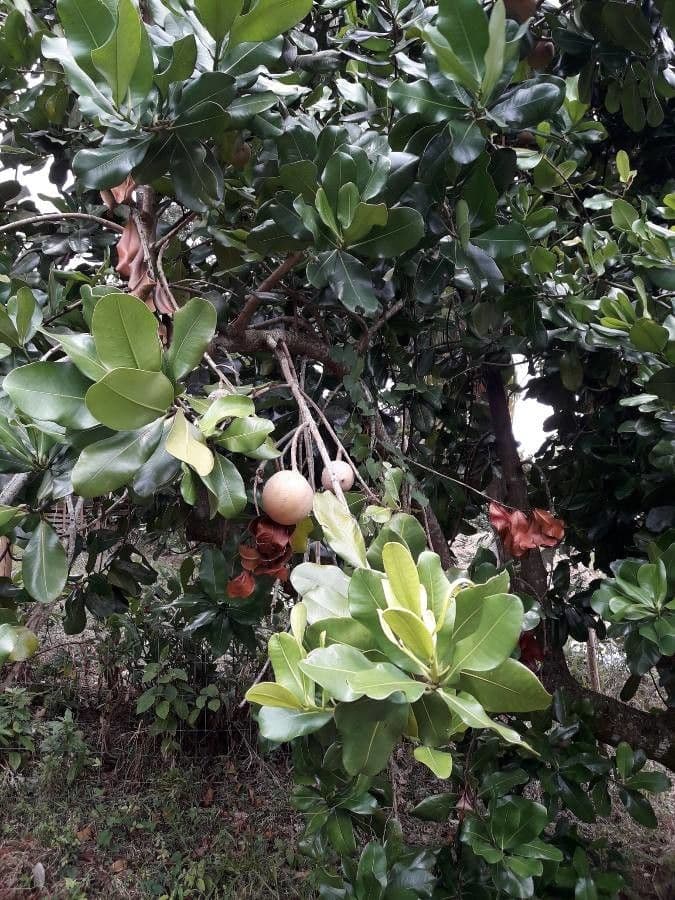 Mamey 19