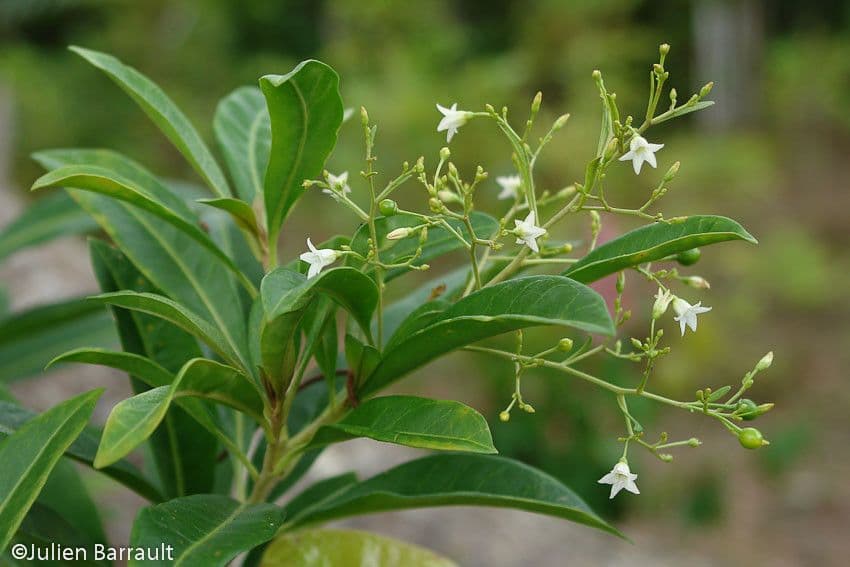 Duboisia 7