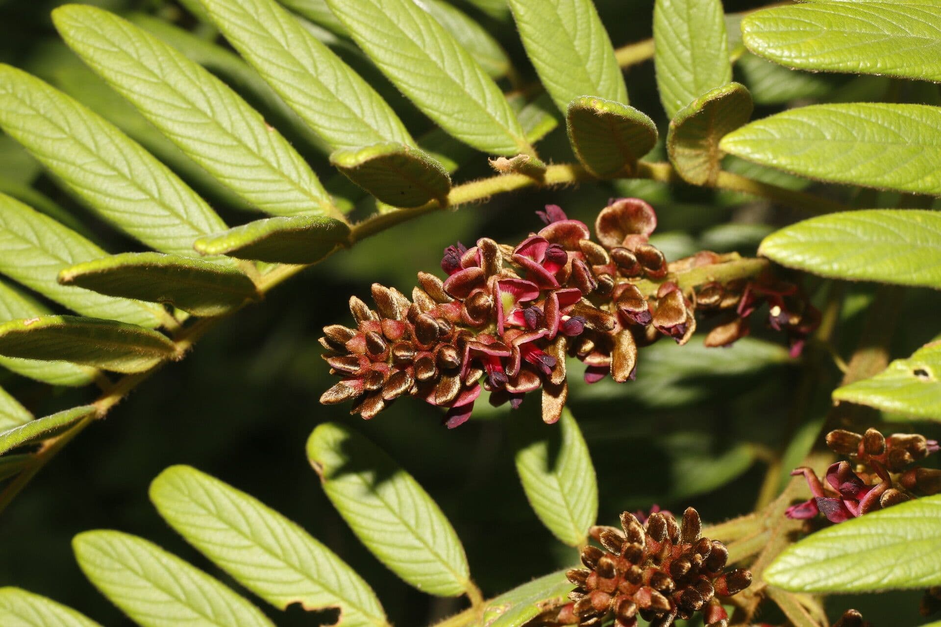 Lonchocarpus