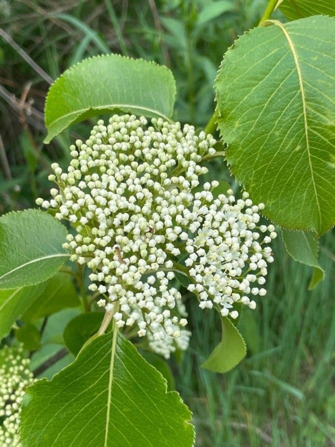 Viburno lentaggine 10