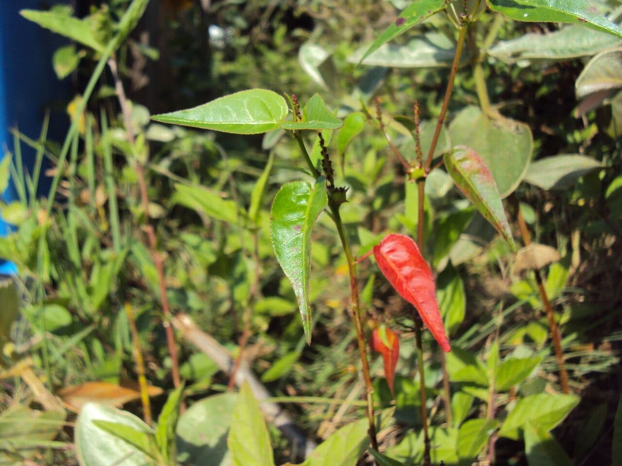 Microstachys corniculata 10