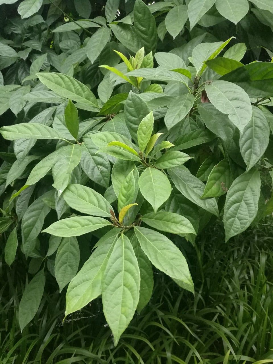 Baccaurea 16