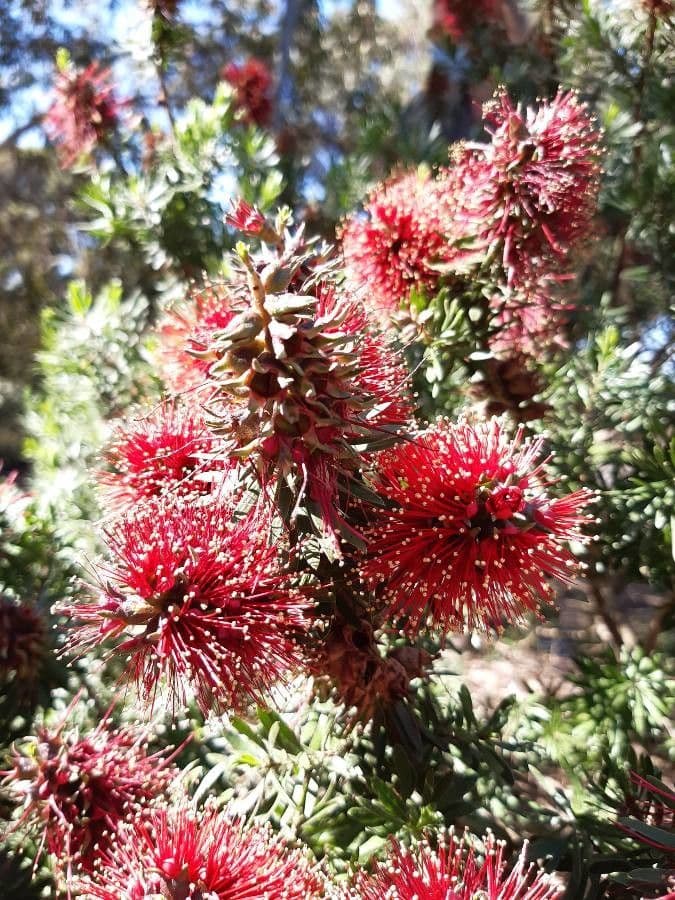 Kunzea Baxtera 9