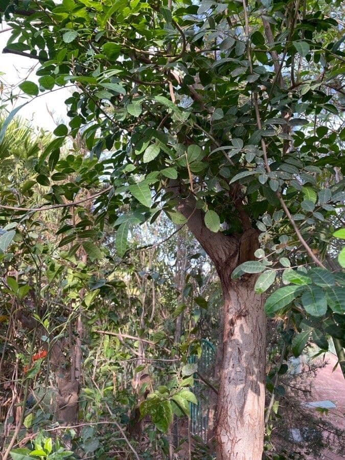 Acacia 26