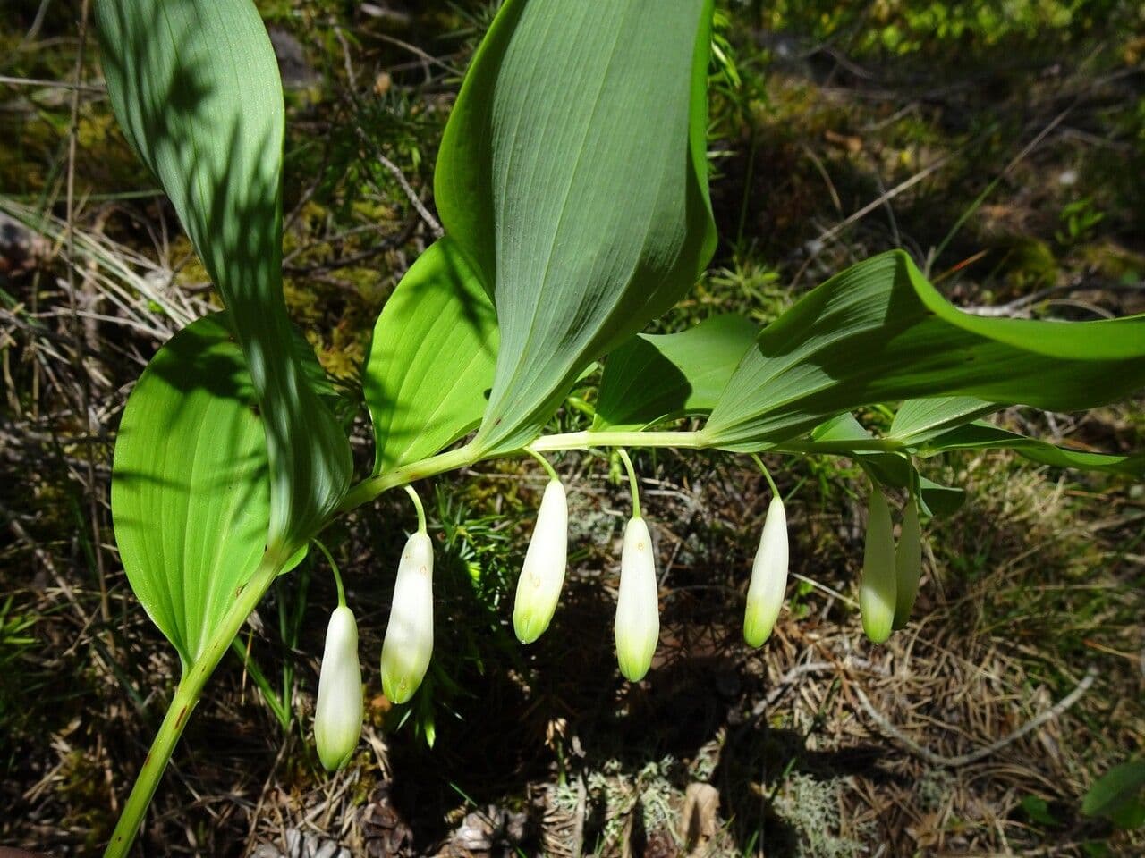 Echtes Salomonssiegel 30