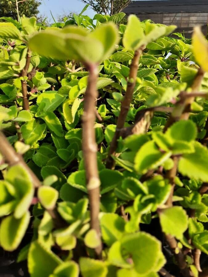 Cuban-oregano 23