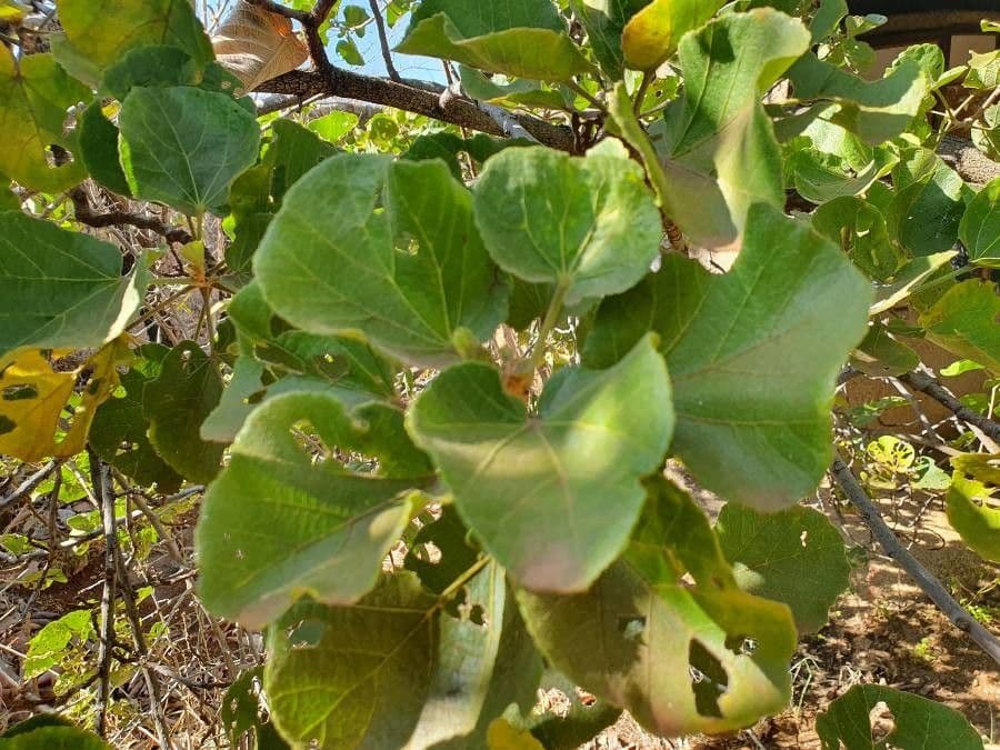Rundblättrige Dombeya 15