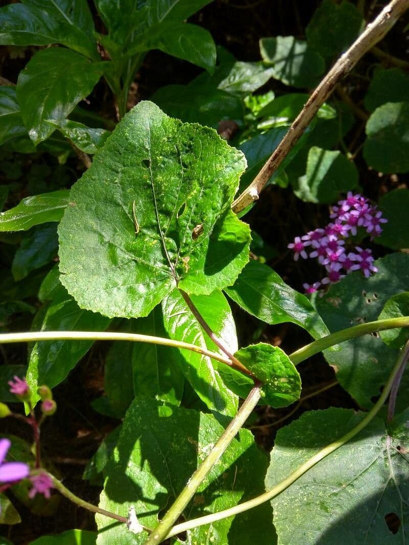 Pericallis 9