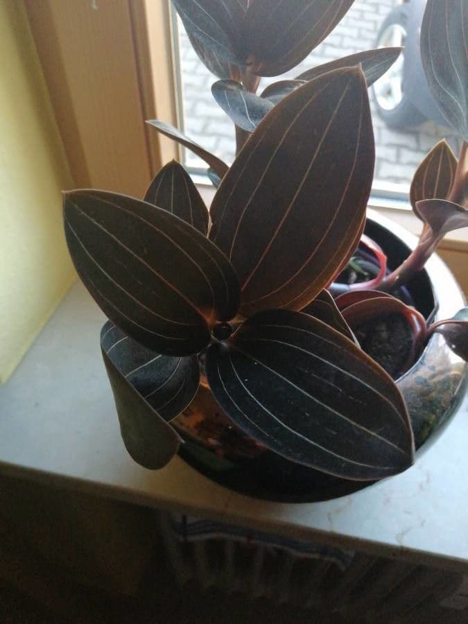 Schmuckorchidee 14