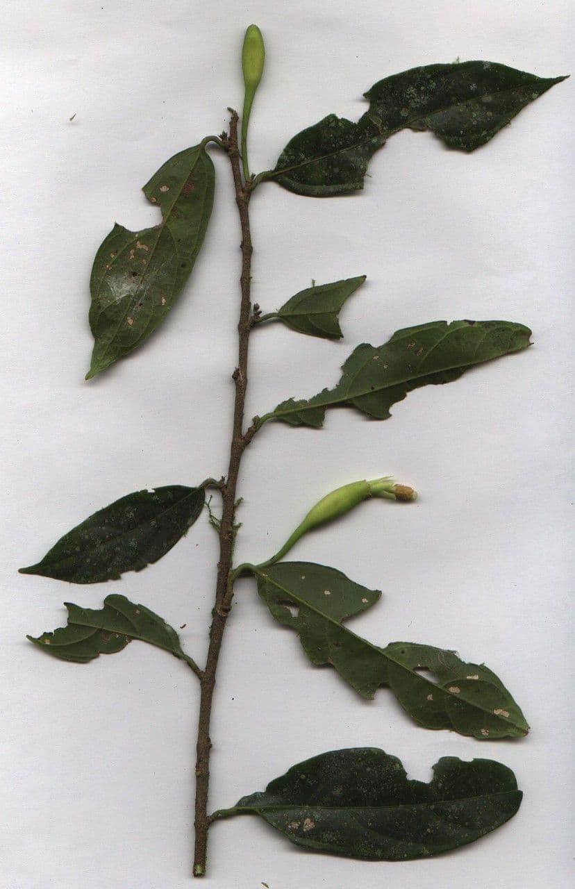 Quararibea 21