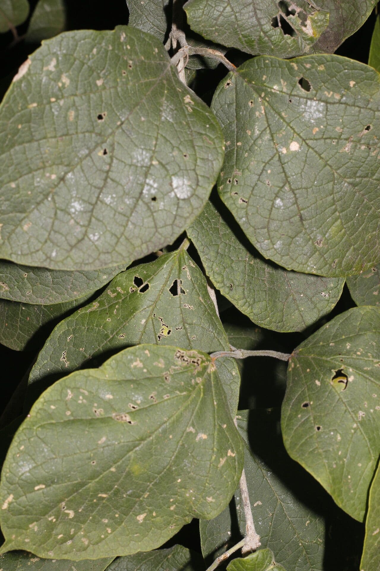 Fridericia 9