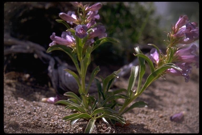 Penstemon 7