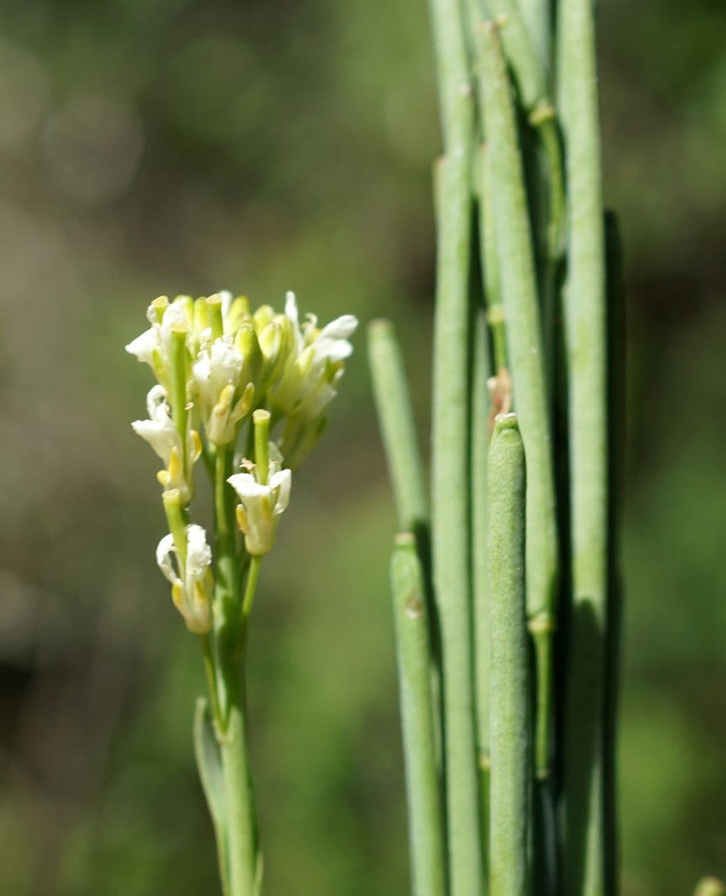 Arabetta liscia 4