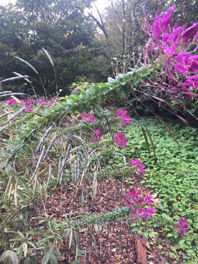 Pavučinkový kvet 24