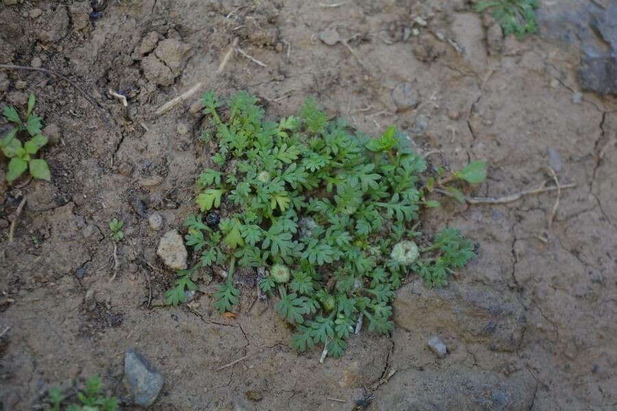 Soliva stolonifera 2