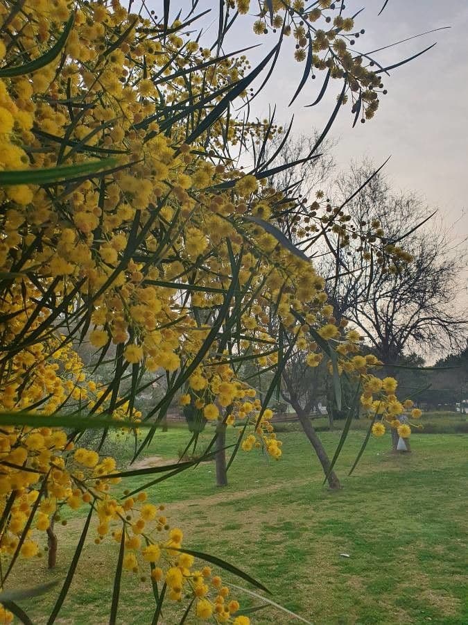 Acacia saligna 19