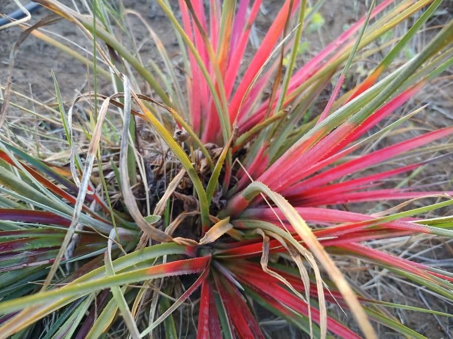 Bromelia 8