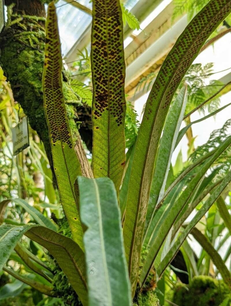 Pyrrosia 3