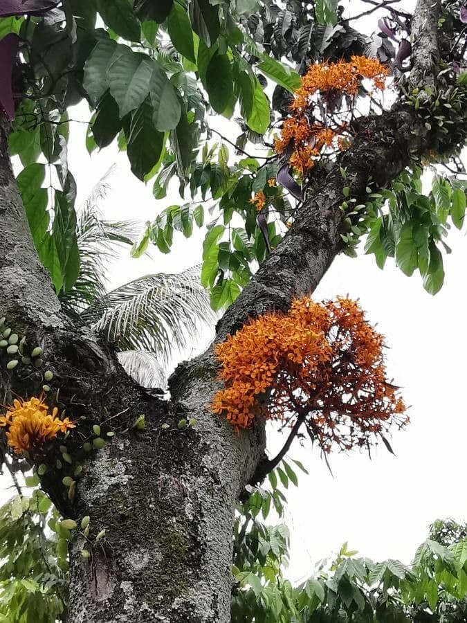 Saraca indica 24