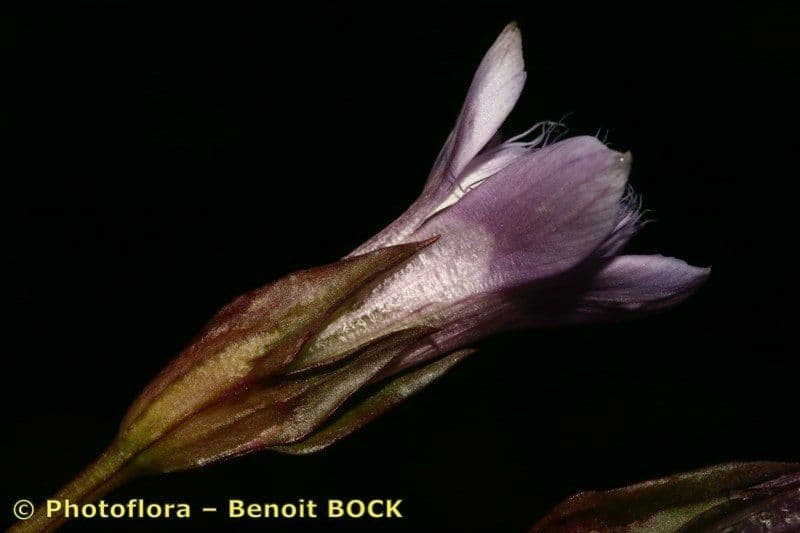 Genzianella ramosa